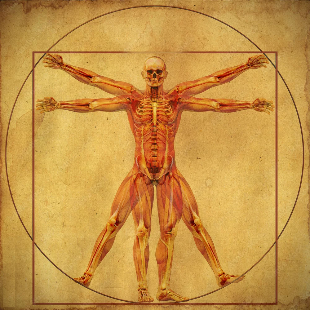 da vinci human